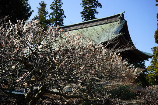 190312円覚寺ウメ1