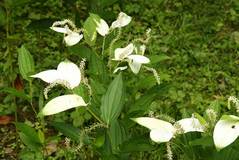 090704�������ϥ󥲥��祦