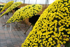 141109フラワーセンター菊花大会