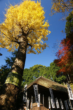 081210杉本寺黄葉