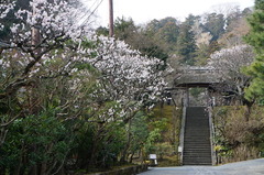 160306東慶寺ウメ1