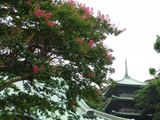 050813ζ¸ý»û¥µ¥ë¥¹¥Ù¥ê