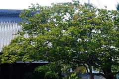 140729�ܶ������륹�٥�