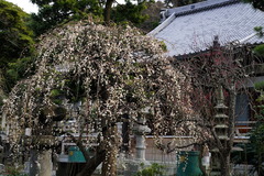 170119¾ïΩ»û¥·¥À¥ì¥¦¥á