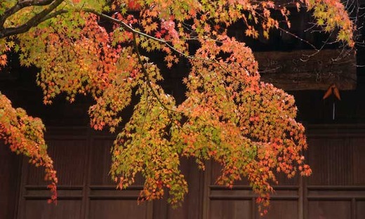 121123Ĺ��������