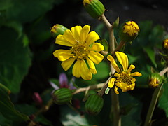 181024�繪���ĥ�֥�