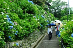 120612成就院アジサイ2