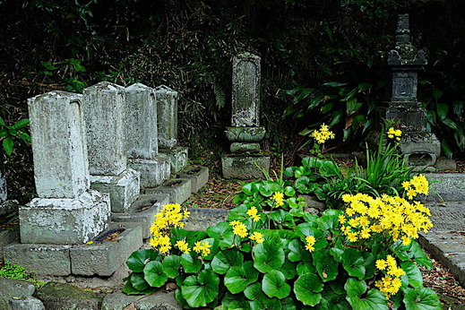 181113���ܱ��ĥ�֥�2