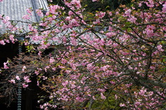 160408̯�ܻ������ɥ�1