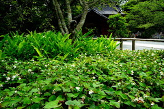 230605妙本寺八重ドクダミ1
