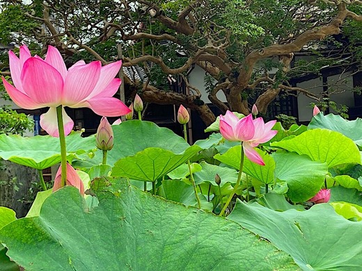 200707本覚寺ハス1