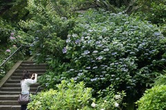 110618Åì·Ä»û¥¢¥¸¥µ¥¤
