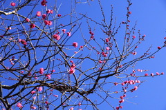 20011121荏柄天神社ウメ1