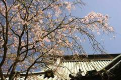 090411̯ËÜ»û¥·¥À¥ì¥¶¥¯¥é