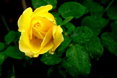 141023����ʸ�شۥХ�2