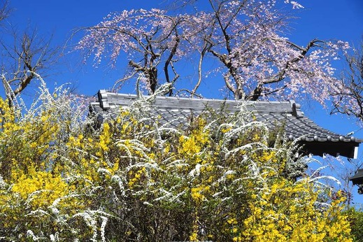 150325光照寺シダレザクラ