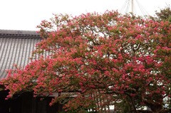 120814�ܶ������륹�٥�