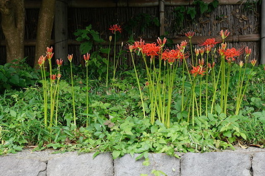 150916�ᲬȬȨ�ܥҥ���Х�