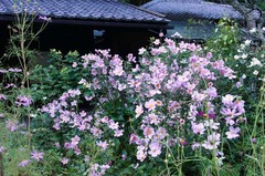 131007Åì·Ä»û¥·¥å¥¦¥á¥¤¥®¥¯