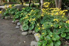 121113�������ĥ�֥�3