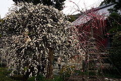180226¾ïΩ»û¥·¥À¥ì¥¦¥á4