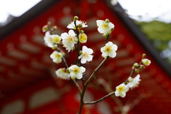 170108����ŷ���ҥϥ��Х�