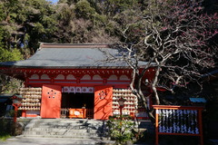 200121荏柄天神社ウメ2
