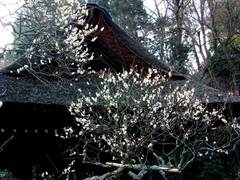 100130東慶寺ウメ1