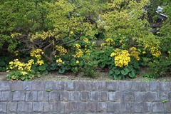 141112���ܱ��ĥ�֥�2