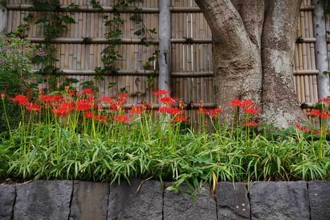 090915�ᲬȬȨ�ܥҥ���Х�