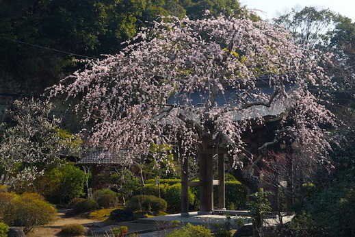 160228海蔵寺シダレウメ3