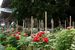 110430��Ĺ���ܥ���2