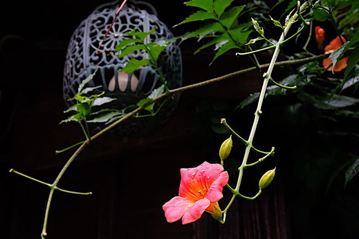 200723海蔵寺ノウゼンカズラ