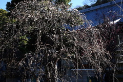 180206¾ïΩ»û¥·¥À¥ì¥¦¥á