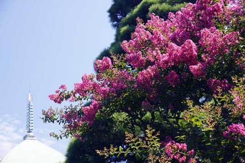 090816�ܳл����륹�٥�