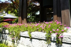 130526��¢���ޥĥХ���