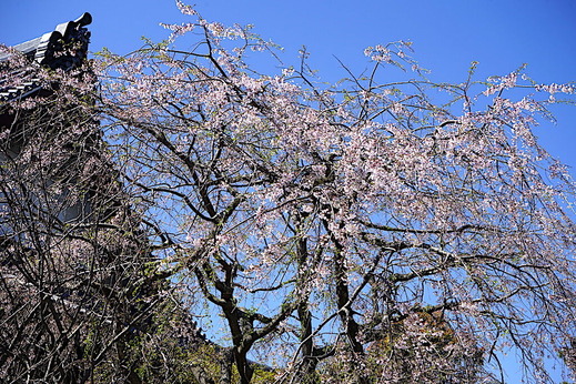 200324�ܳл������쥶����