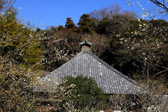 170212光則寺ウメ