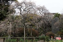 110220宝戒寺ウメ3
