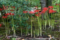 100924���������ҥ���Х�