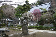 140223常立寺シダレウメ3