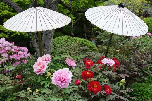 120425Ĺë���ܥ���