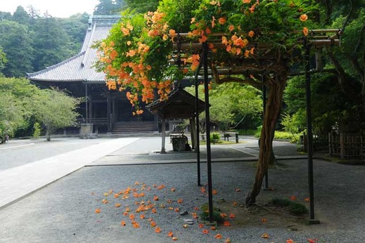 130714妙本寺ノウゼンカズラ1