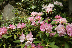 080423Ĺë�����㥯�ʥ�