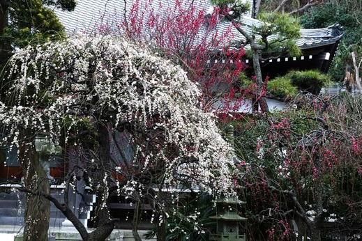 140223常立寺シダレウメ1