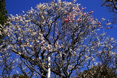 170215Êõ²ü»û¥¦¥á1