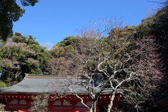 180114荏柄天神社ウメ