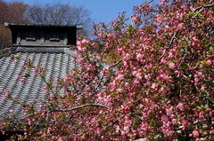 110406¸÷§»û¥«¥¤¥É¥¦