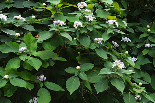 170821���һ����ޥ�������3