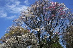120314宝戒寺ウメ2